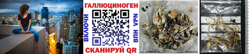 Псилоцибиновые грибы Cubensis  Александровск-Сахалинский 
